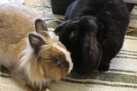 Sweetrabbit233