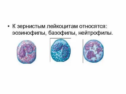 За что отвечают базофилы