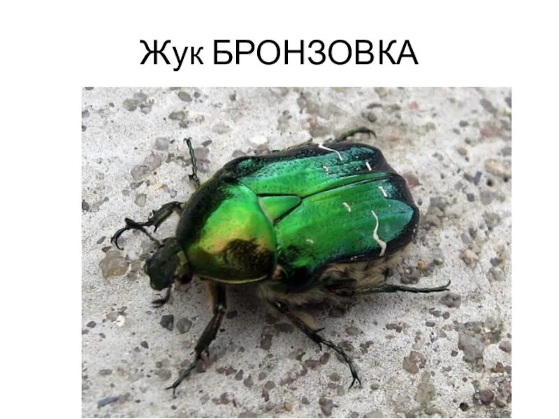 Как отличить хруща от бронзовки