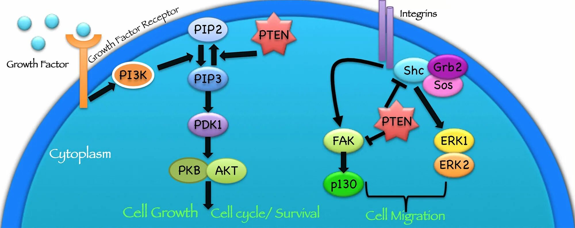 Pip internal. PTEN ген. Ген супрессор это. Ген PTEN картинки.