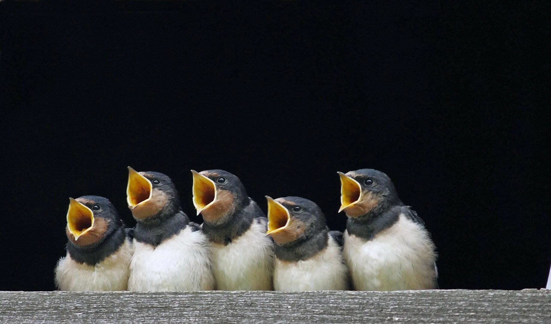 Песня три птички. Три воробья на ветке картинка. Песня три птички. Птичка на ветке. Птицы поют.