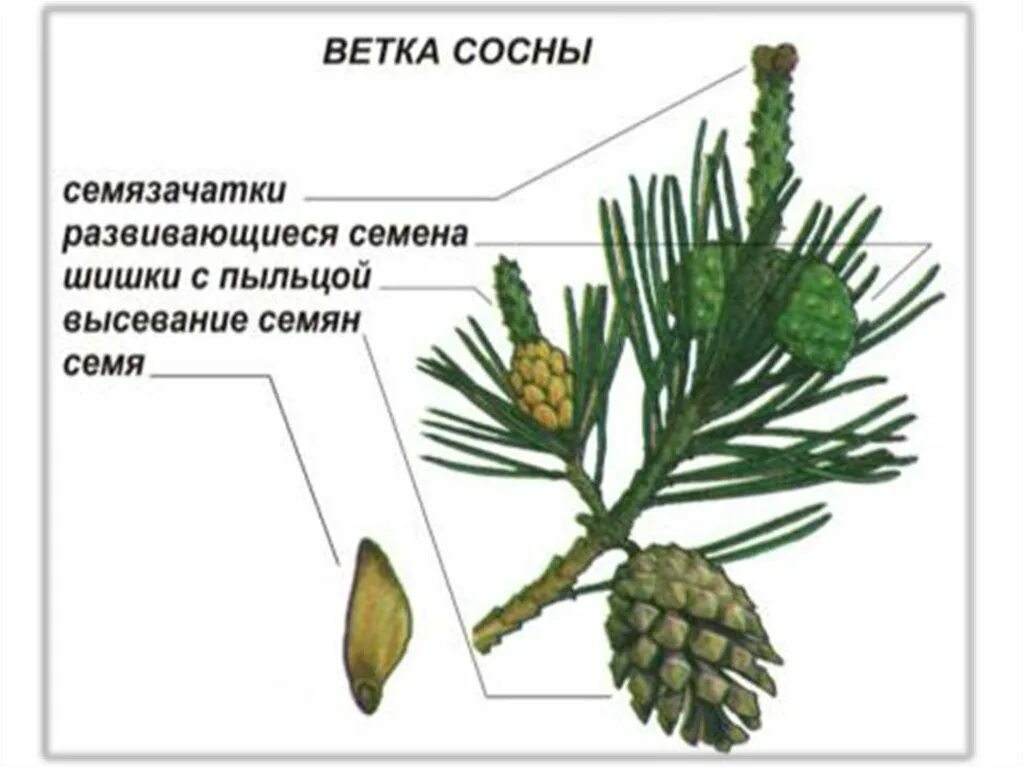 Где находится хвойный. Голосеменные растения сосна обыкновенная. Строение шишки голосеменных растений. Шишки голосеменных сосны. Хвоя голосеменных растений.