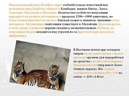 Монолог описание тигра