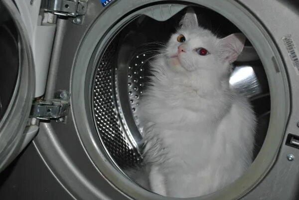Кошка Маня Cats, Animals