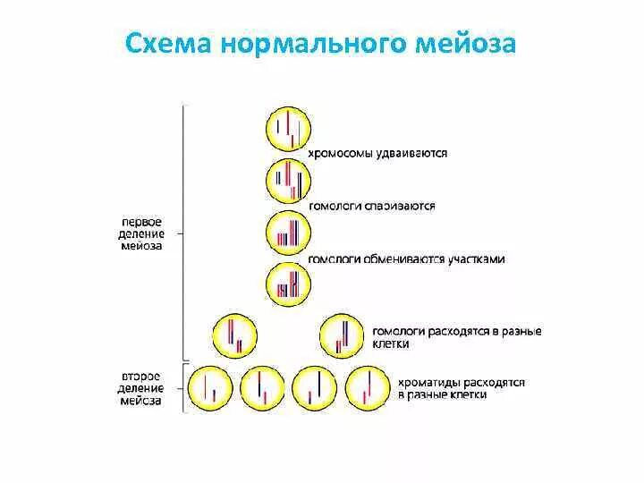 Схема мейоза с хромосомами. Нерасхождение аутосом в мейозе схема. Нерасхождение хромосом в мейозе схема. Схема мейоза 10 класс. Мейоз разнообразие гамет