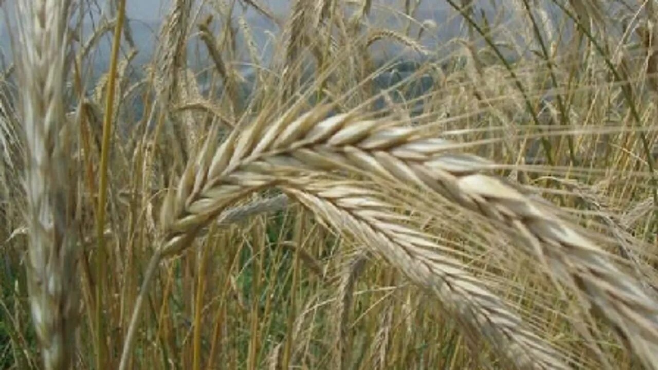 Рожь орловская 9. Рожь (secale). Зерновые культуры. Зерновые культуры рожь. Золотистая рожь.