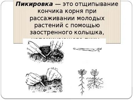 Прищипывают кончик корня