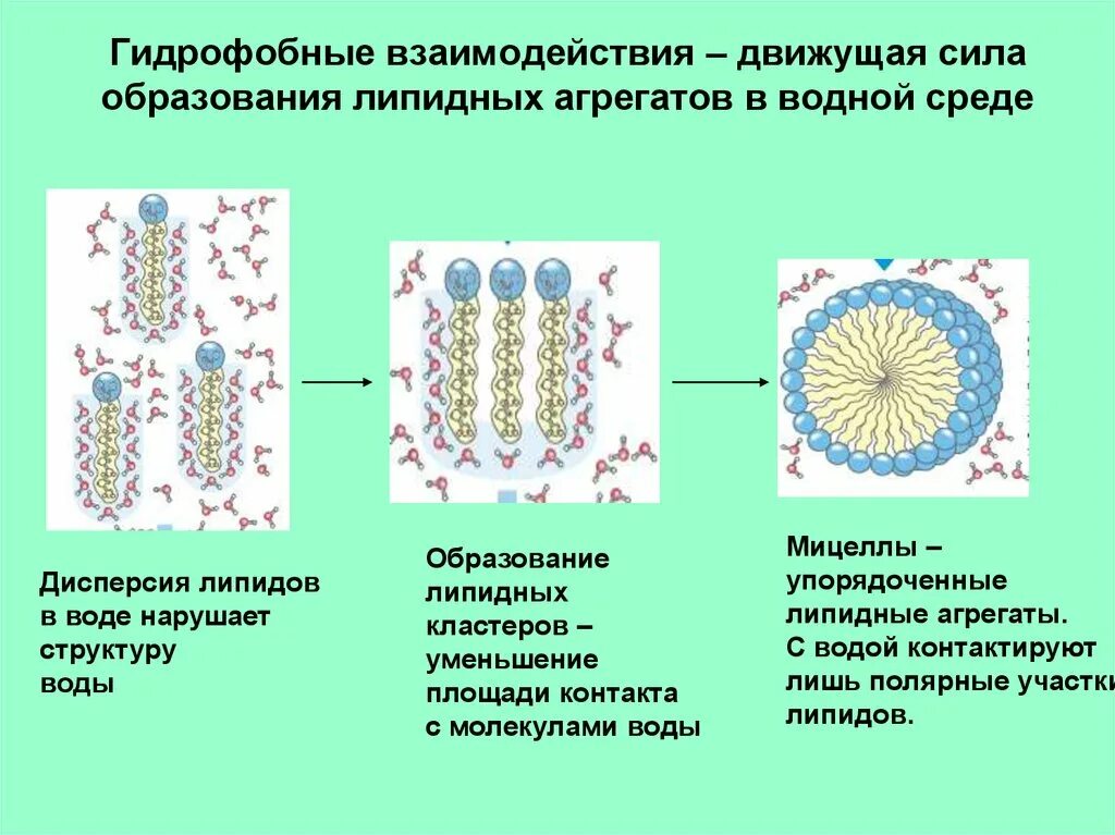 От чего зависит гидрофильность веществ. Гидрофильно гидрофобные взаимодействия. Гидрофобные межмолекулярные взаимодействия это. Гидрофобные связи образуются между. Гидрофильные и гидрофобные взаимодействия физика.