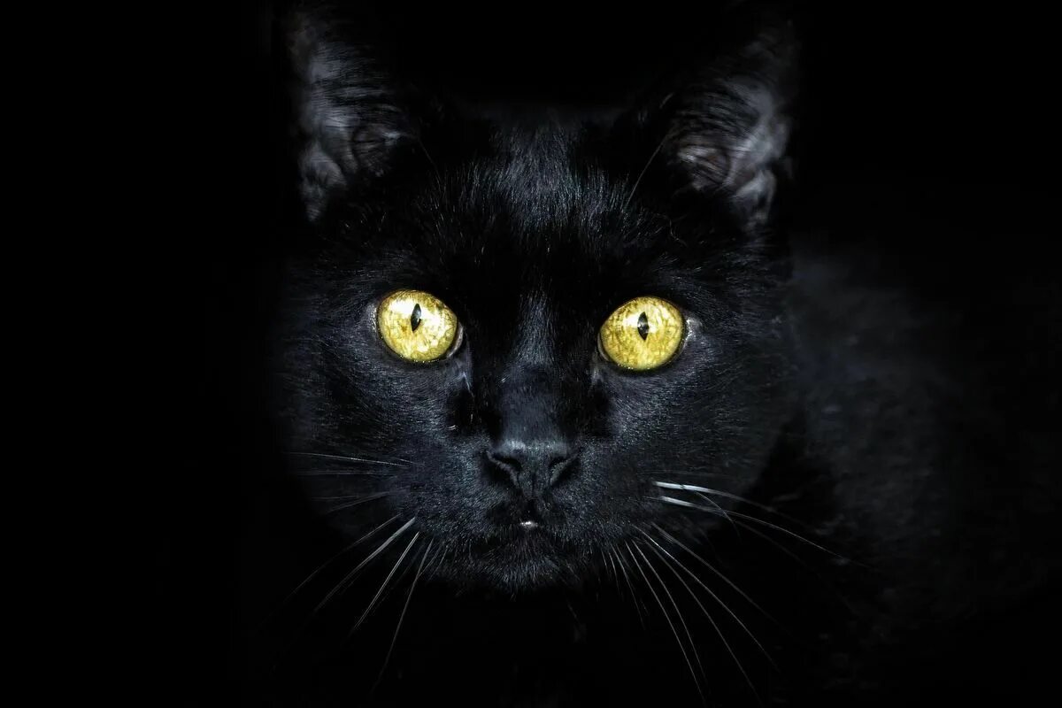 Un gato. Un gato