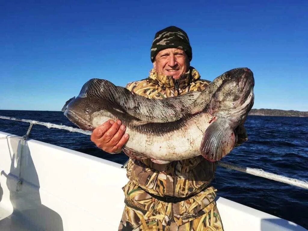 Англия ловила рыбу в баренцевом море. Баренцево море. Морская рыбалка треска. Зубатка Баренцево море. Морская рыба зубатка. Зубатка на Кольском полуострове.