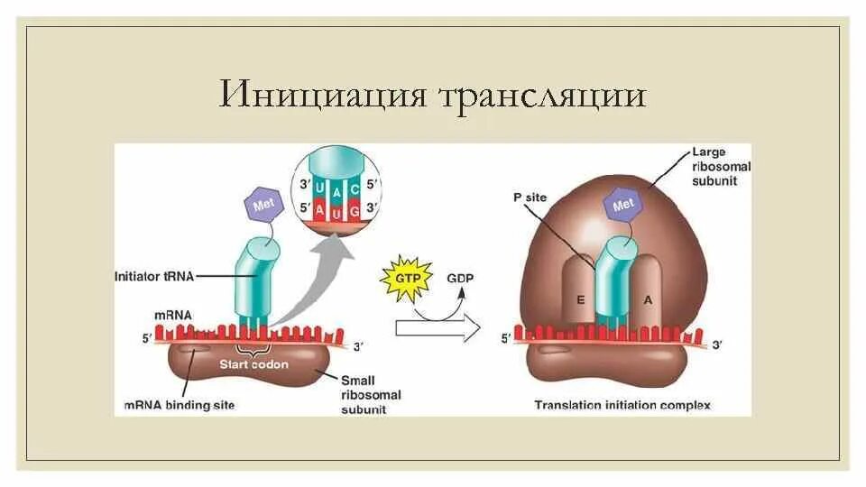 Инициация трансляции схема. Схема строения комплекса инициации трансляции. Стадия инициации трансляции. Инициация биохимия. Инициация белка