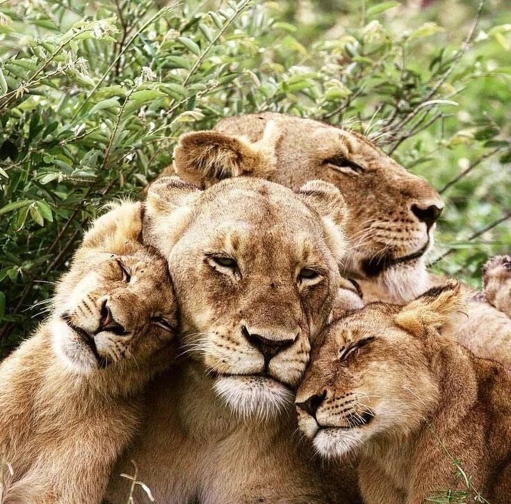 Фото лев львица львенок Pin on Big Cats/Lions