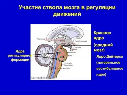 Центры ствола мозга