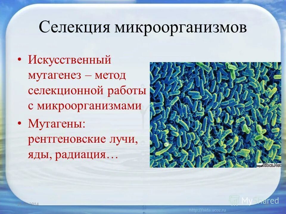 Методы селекции микроорганизмов мутагенез. Метод селекции микроорганизмов искусственный отбор. Искусственный мутагенез в селекции микроорганизмов. Селекция штаммов микроорганизмов. Гибриды бактерий