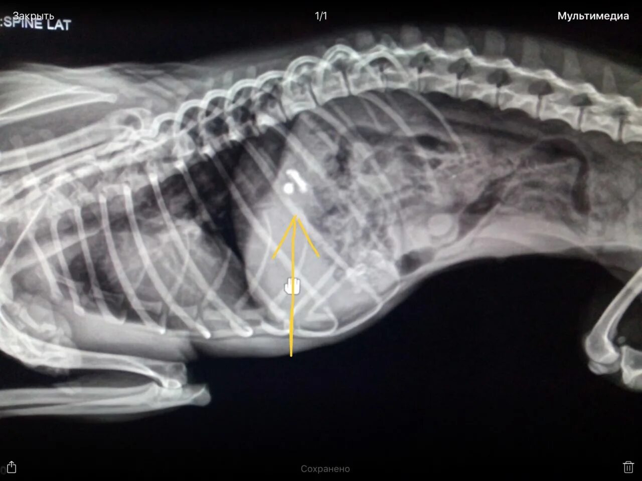 Собака съела пакетик. Инородное тело в желудке у собаки рентген. Предметы которые проглотили собаки. Инородный предмет в желудке у собаки.