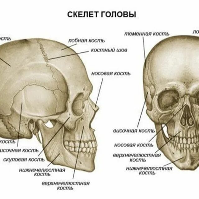 Части скелета черепа