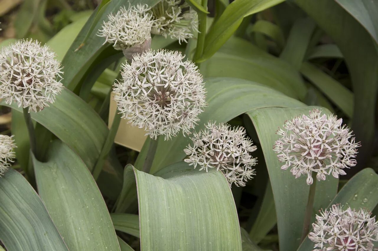 Allium globosum. Индийский лук цветение. Лук странный (Allium Paradoxum. Allium macranthum. Комнатное растение лук