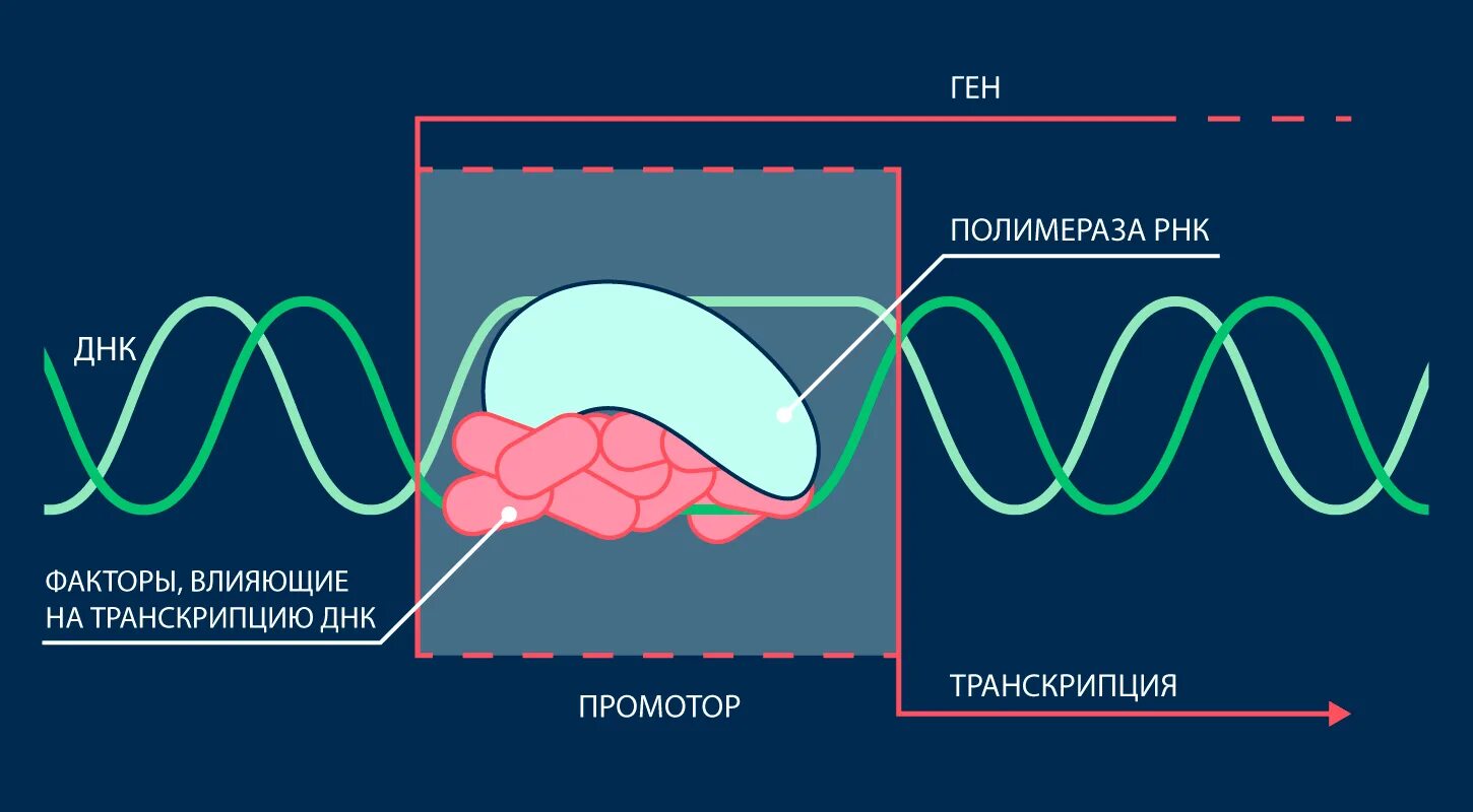 РНК полимераза. Транскрипция РНК полимераза. Промотор РНК полимераза. ДНК И РНК полимераза.