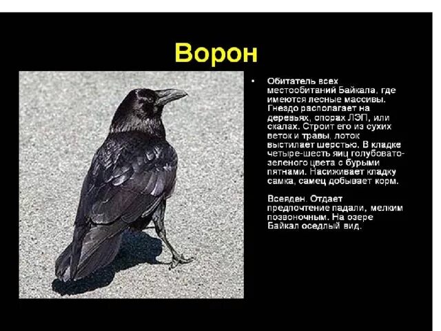 На каком материке обитает ворон обыкновенный впр. Ворона место обитания. Ворон место обитания. Ворона описание. Ворона для презентации.