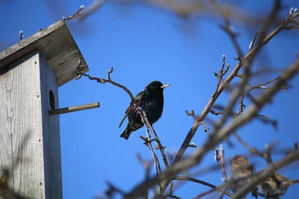 Уступи мне скворец уголок заболоцкий анализ. Скворцы прилетели. Скворец весной. Скворцы на тополях.