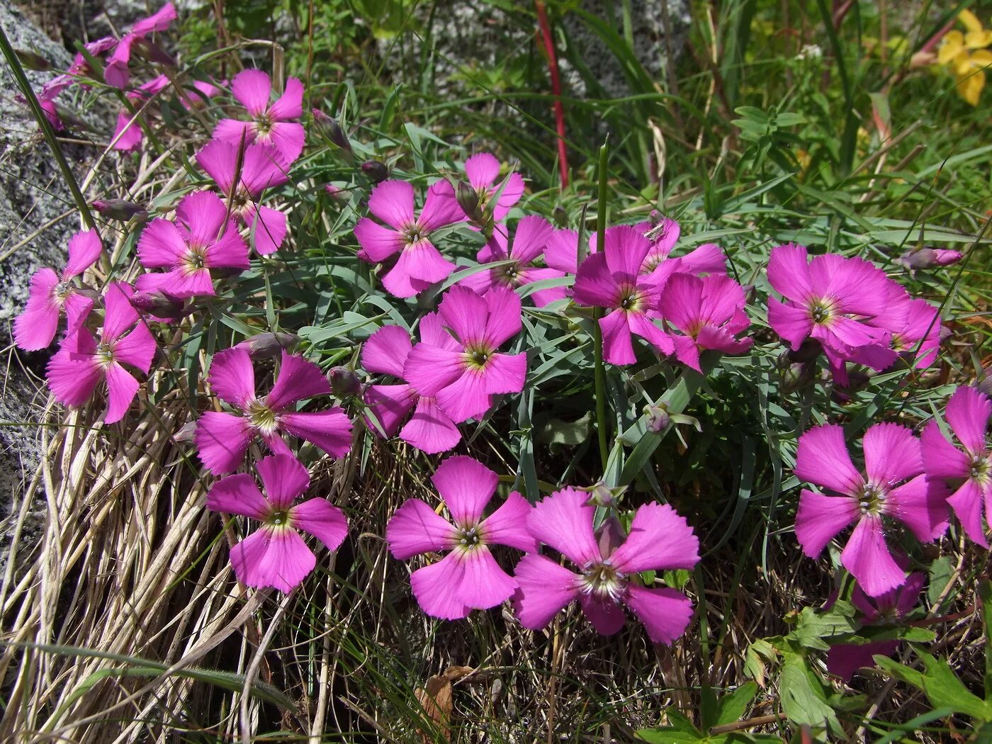 Гвоздика Репенс. Гвоздика ползучая красная. Dianthus arenarius. Гвоздика стелющаяся почвопокровная. Гвоздика почвопокровная