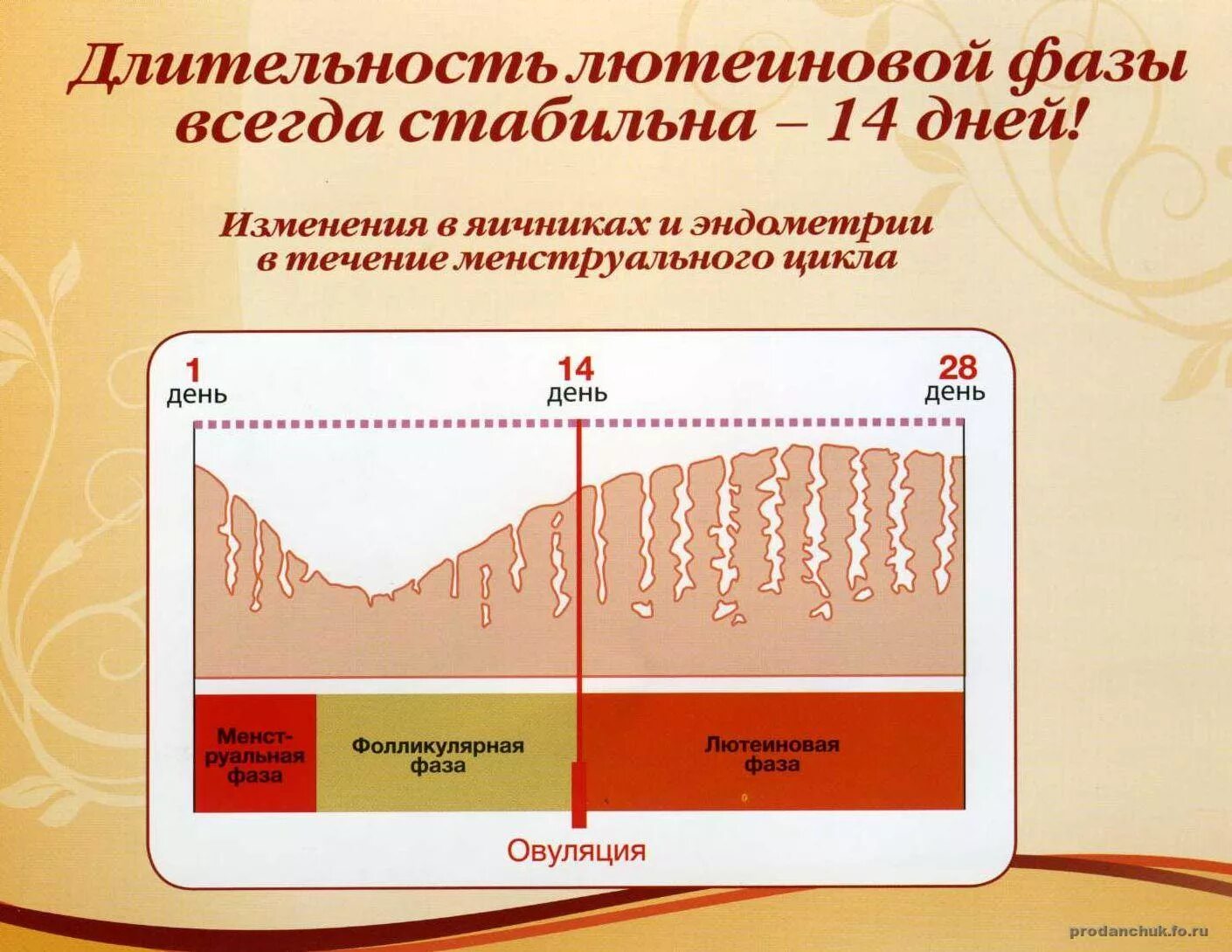 Менструационного цикла. Менструальный цикл схема. Нарушение менструального цикла. Нарушения овариально менструального цикла.