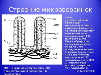 Строение ресничек и микроворсинок