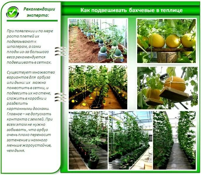 Высадка дыни в теплице из поликарбоната. Схема посадки дыни и арбуза в открытом грунте. схема выращивания дынь и арбузов в теплице. формирование дыни в теплице схема. как формировать дыню в теплице схема.