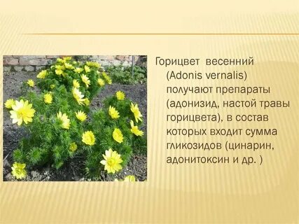 Настоя горицвета весеннего