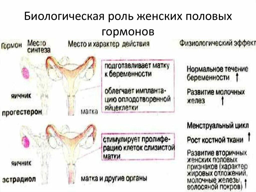 Гормон влияющий на матку. Роль женских гормонов. функции женских половых гормонов.