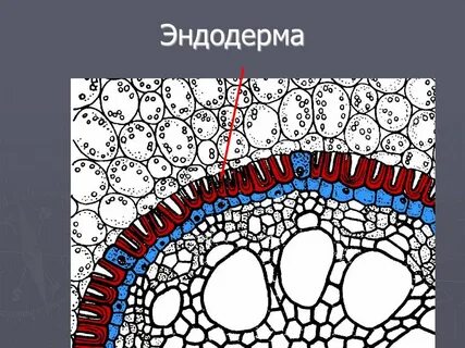 Эндодерма какая ткань