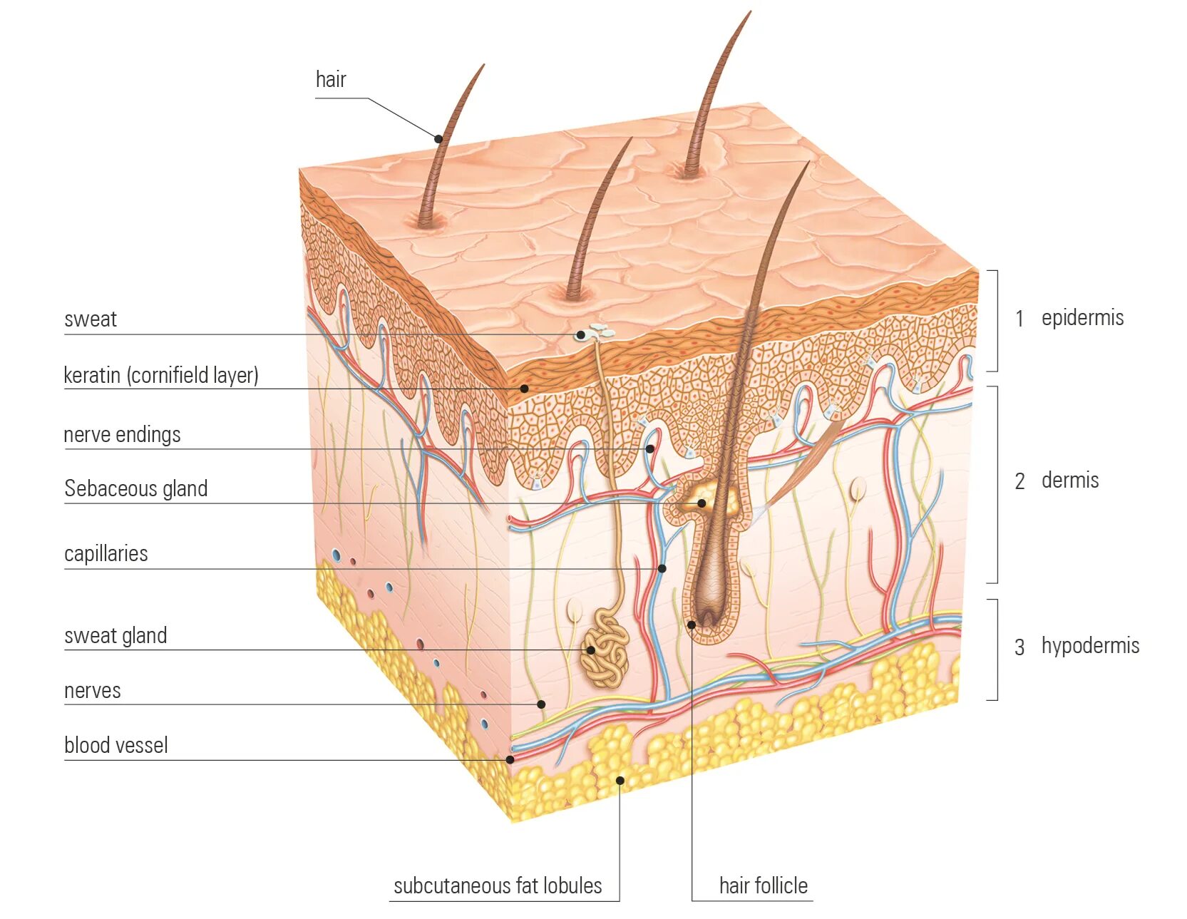 Кожа эпидермис дерма гиподерма. Слой 1) эпидермис 2) дерма 3) гиподерма. Кожа схема эпидермис дерма. Эпидермис дерма подкожная клетчатка.