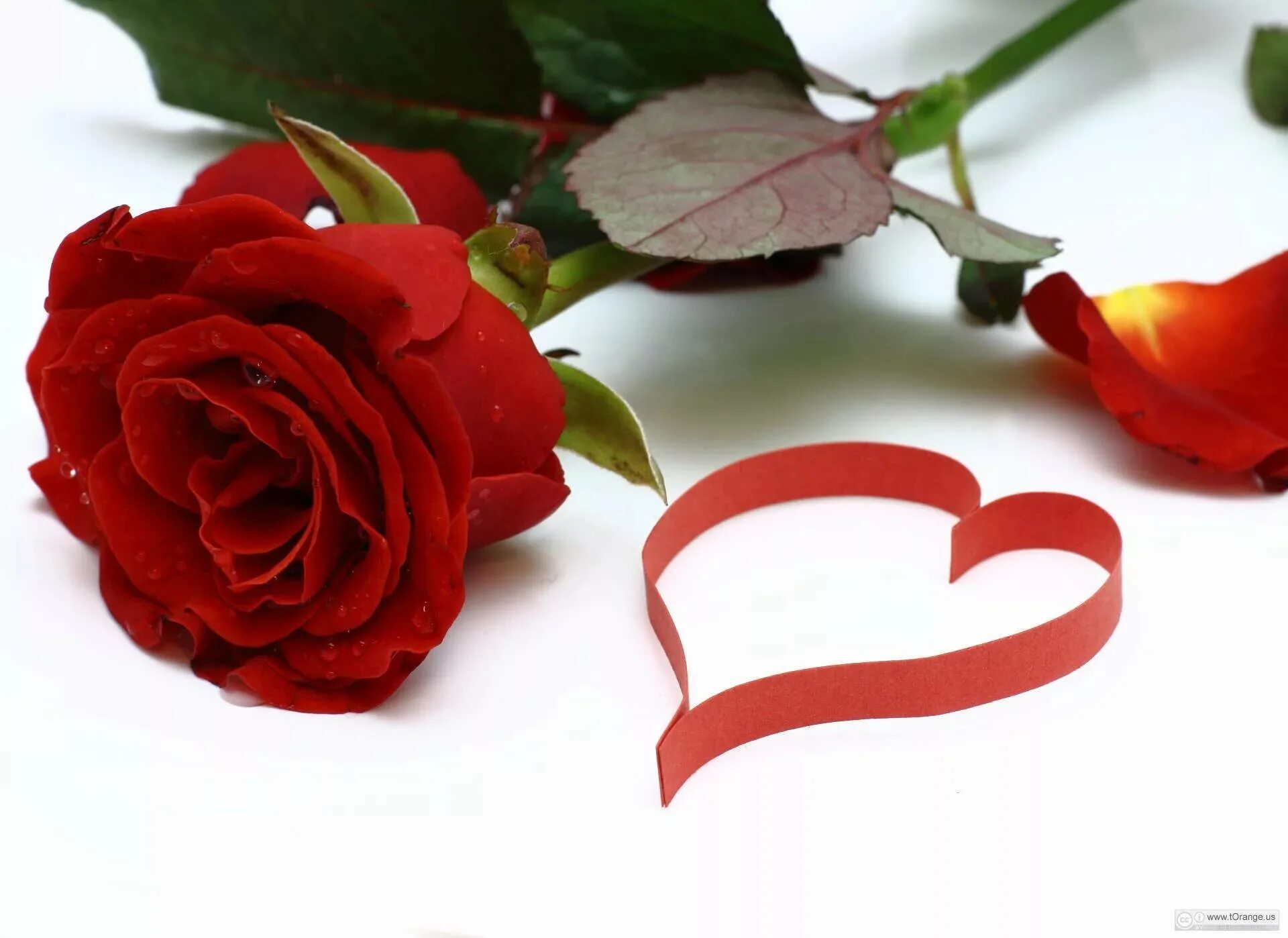 стихи для девушки. любовью самой прекрасной девушке. красивые стихи девушке. открытка любимой девушке. розы для любимой.