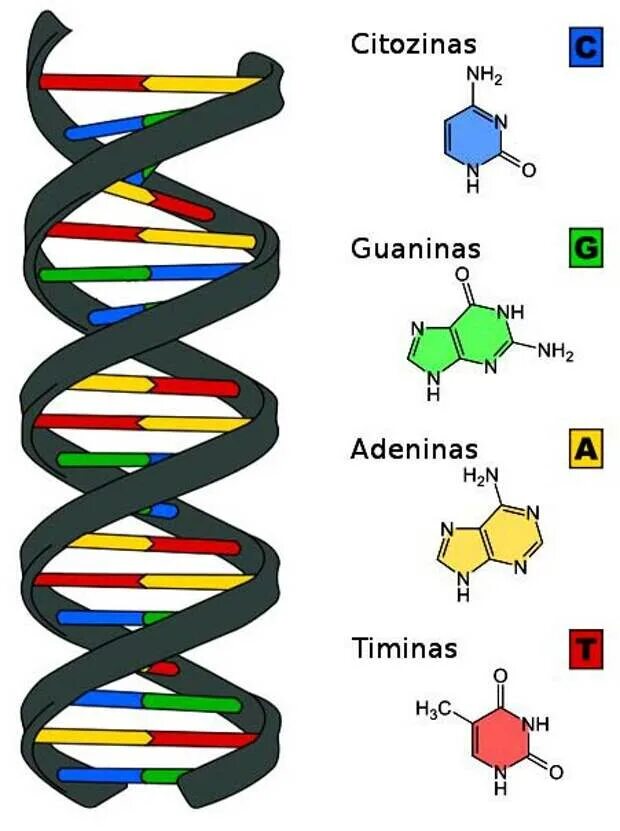 Атгц нуклеотиды. ДНК. ДНК расшифровка. Нуклеотиды ДНК.