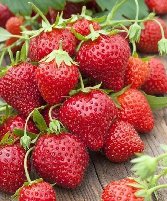 Клубника фейт. Клубника роял ройс описание. Роял ройс клубника описание. Земляника садовая ремонтантная. Гибрид клубники.