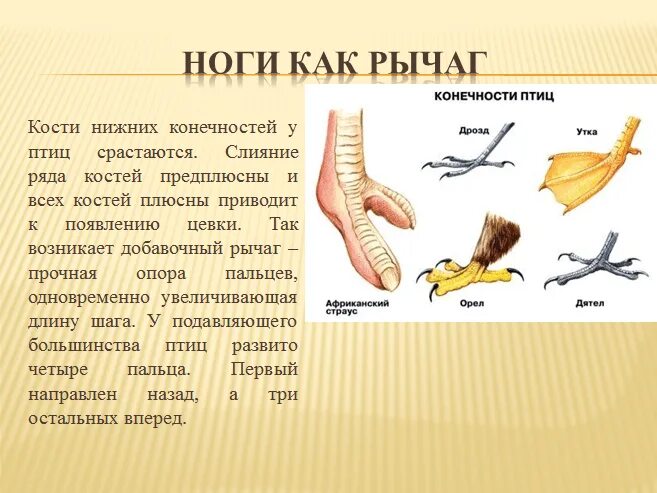 Чем покрыты конечности птицы. Конечности птиц. Строение ноги птицы. Строение конечностей птиц. Ноги как рычаг у птиц.