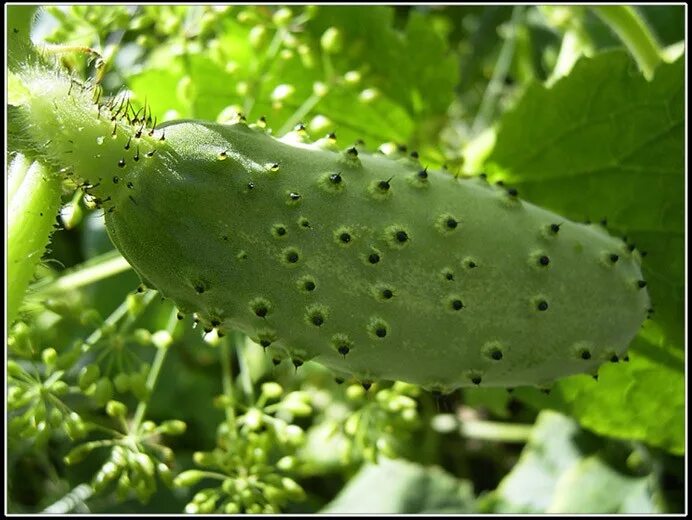 Огурец с колючками. Сорт огурцов трюкач. Огурец. Конкурент ф1 огурец. Сорт огурцов с белым носиком.