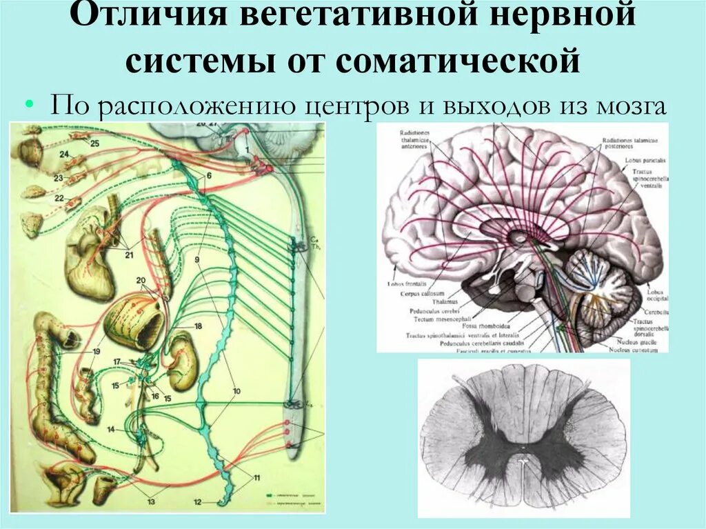 Отличия вегетативной нервной системы от соматической. Отличия ВНС от соматической нервной системы. Соматическая и вегетативная нервная система отличия. Различия между вегетативной и соматической нервной системой.