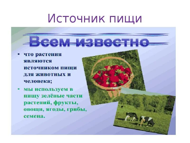 Биология сообщение значение растений. Растения источник пищи для человека. роль растений в жизни человека. растения в жизни человека. роль растений в природе.