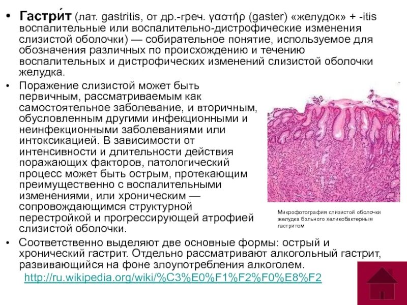 Слизистая желудка патология. Атрофированная слизистая желудка. Атрофия слизистой желудка гистология. Атрофия слизистой оболочки желудка.