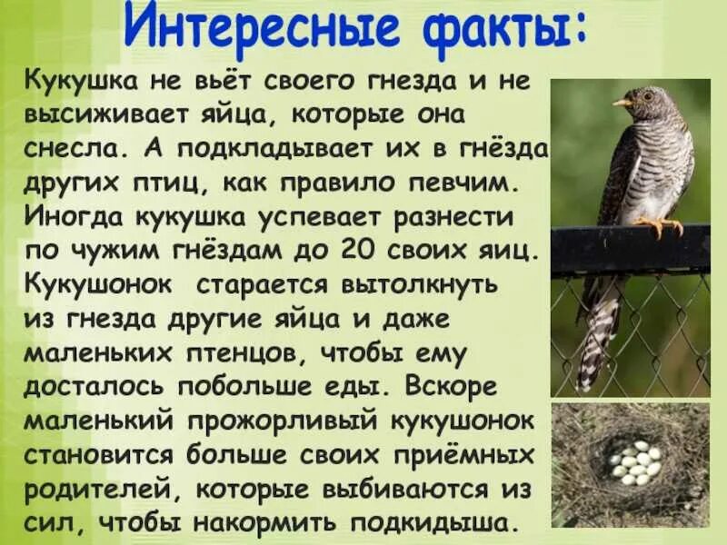 В каких отношениях находится кукушка с природой