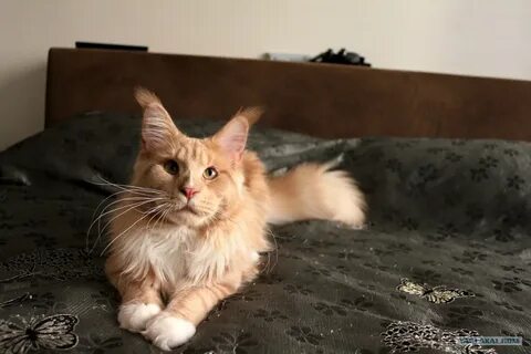 Мейн кун средний
