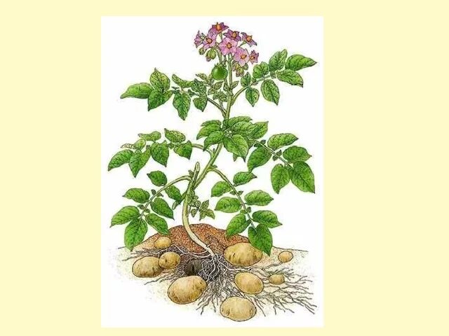 Картофель паслен клубненосный впр. Паслен клубненосный схема. паслен клубненосный гербарий. картофель клубненосный биология. картофель пасленовые.