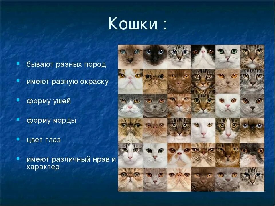 Тип кошки. Кошки бывают разные. сколько пород кошек существует в мире. уши различных пород кошек. форма ушей у кошек.
