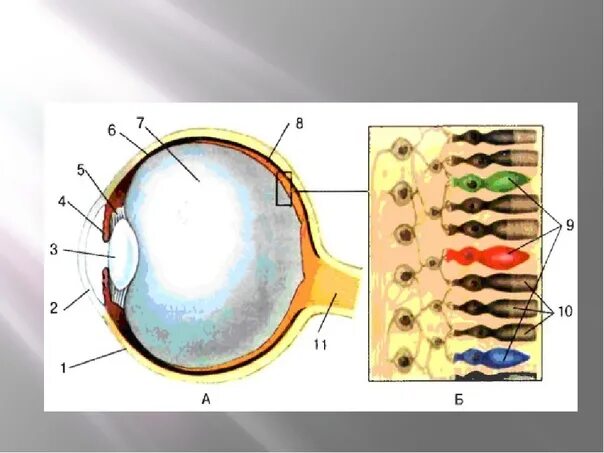 Зрительный анализатор 8 класс биология. Анализатор глаза биология 8 класс. Зрительный анализатор строение глаза. Строение зрительного анализатора биология 8 класс.