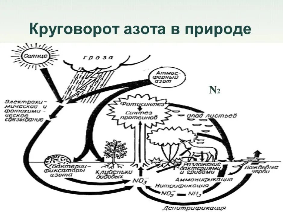 Опишите круговорот азота в природе. Схема азота в природе. Круговорот азота в природе схема. Биохимический круговорот азота. Схема круговорота азота схема.