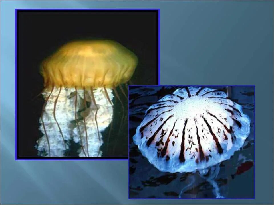 Тип сцифоидные медузы. Scyphozoa сцифоидные медузы. личинка сцифоидных медуз. класс сцифоидные медузы. представители сцифоидных.