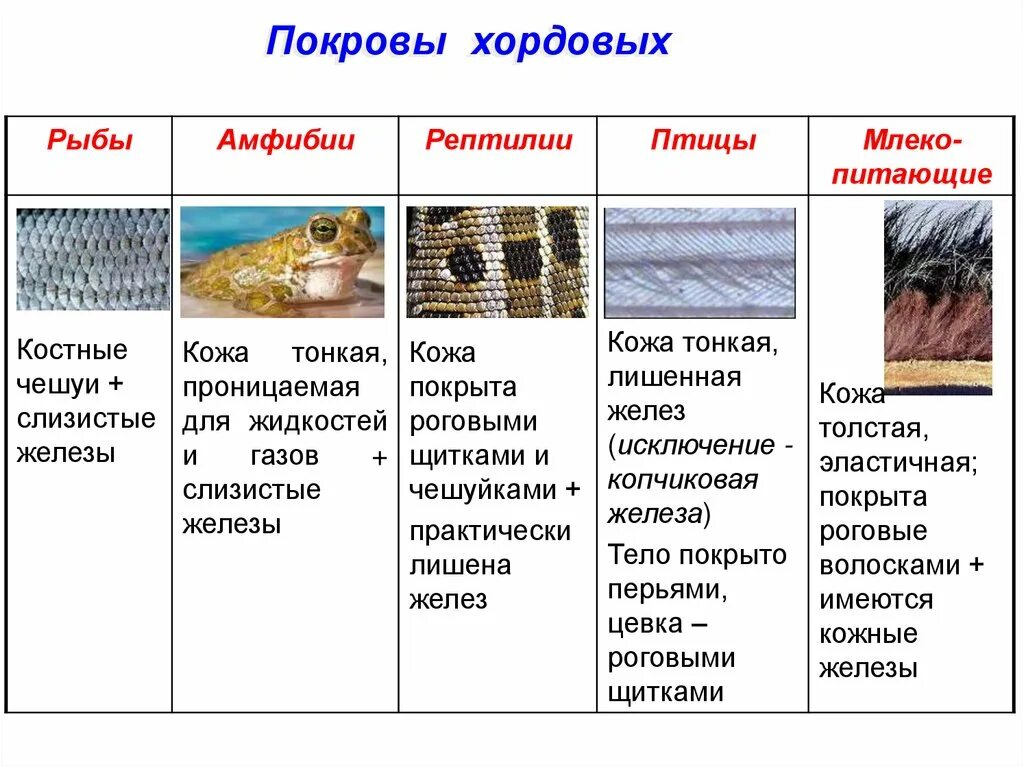 Кожные покровы хордовых сравнение таблица. Тип Хордовые строение Покрова тела таблица. Этапы эволюции кожных покровов хордовых. Эволюция покровов тела хордовых. Какое значение имеет хитинизированный покров тела