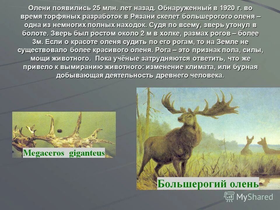 олень питается. род оленя биология. биология оленей.