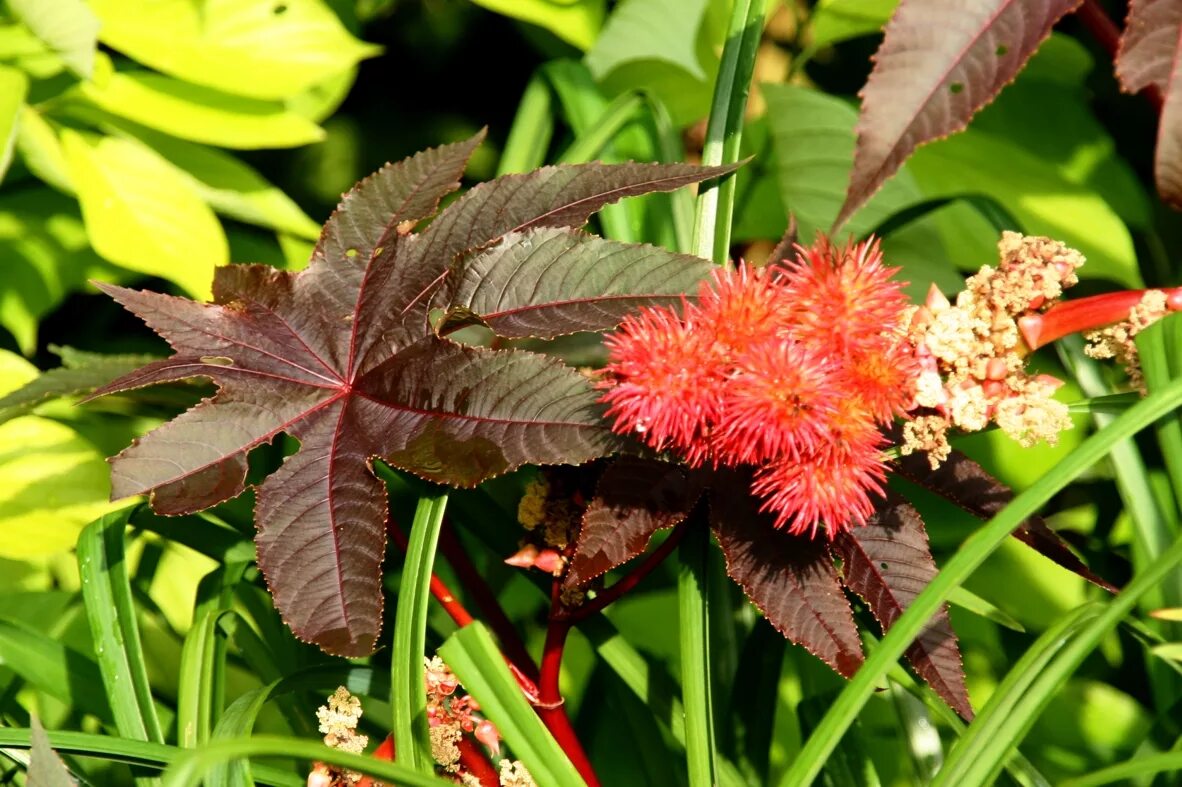 пальма садовая клещевина. рицин что это. клещевина обыкновенная. рицин что это. клещевина гибсона.